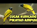 Download Lagu SUARA PIKAT DAN MASTERAN CUCAK KURICANG