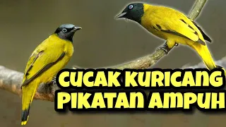suara pikat dan masteran cucak kuricang