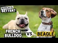 Beagle vs French Bulldog Which is Better