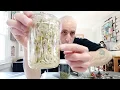 Download Lagu Easy Mung Bean Sprouts