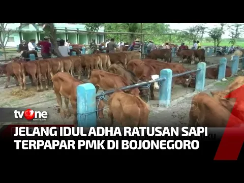 Ratusan Sapi Ternak Terpapar PMK