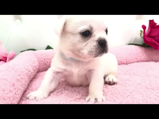 動画