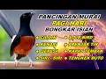 Download Lagu 🔴 LIVE 30 - Pancingan Murai Batu Full Isian Tembakan kasar Murai Macet Jadi Gacor