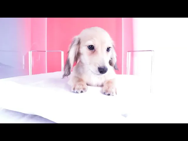 動画