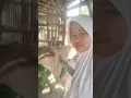 Download Lagu PAGIKU YANG CERAH DIKANDANG KAMBING ,KASIH MAKAN KAMBING DAN MELIHAT ANAK KAMBING BLAJAR MAKAN!!