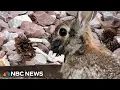 Download Lagu Rabbits with ‘tentacles’ spotted in Colorado