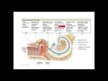 CNIM Crash Course 5 ABR