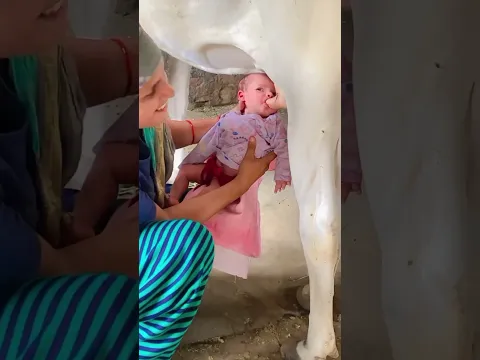 Tere bina guzara nhi🐄❤️😍 #youtubevideo #cow #viralvideos #trendingshorts #shortsfeed #viral  #gau