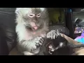ASMR Monkey Abby Louise Panther Her Kitty