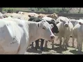 Ranchers deal with drought daily on Western Slope