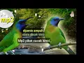 Download Lagu SUARA KINOI ASLI DARI ALAM BAGUS BUAT PIKAT