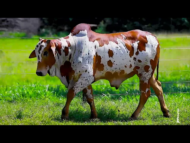 Touro Nelore FESN - 94