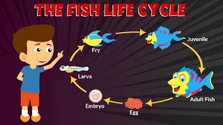 Life Cycle of Fish for Kids - Stages of Fish Life Cycle
