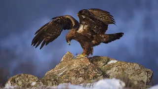 fighter royal deluxe