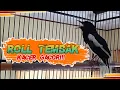 Download Lagu KACER ROLL TEMBAK |pancingan kacer|kicau mania