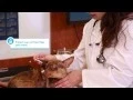 Banfield Pet Hospital Ask-A-Vet - Do Single Dose Flea Medications Work
