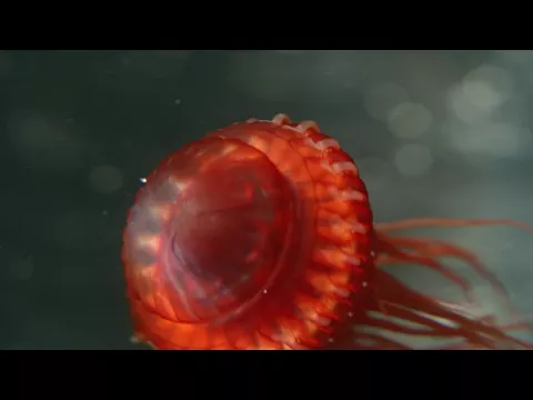 Deep Ocean: Lights in the Abyss trailer - WFFR 2017