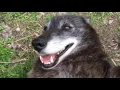 Lagu A very happy wolf