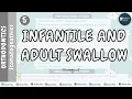 Adult Swallow Deglutition Infantile Swallow Dr Paridhi Agrawal