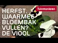 Lagu Wat zet je in je bloembakken in de herfst? Violen | Herfst | Tuinmanieren