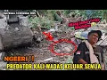 NGERI ‼️PREDATOR KALI WADAS KELUAR SEMUA KETIKA SARANG DI OBRAK-ABRIK KANG JAMAR ‼️ WADIDAW ‼️