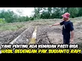 Download Lagu Ternyata Rapi Sekali Gulutan Pak Sugianto Dan Rezeki Untuk Mas Agus Bibit Daun  Bawang