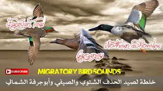 رحلة العودة خلطة لصيد الحذف الشتوي والصيفي وأبومجرفة Hunting Mix For E Teal Garganey N Shoveler 