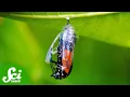 Butterflies Shouldn t Remember Being Caterpillars But They Do