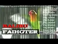 Download Lagu Lovebird balibu Gacor dan Faihgter