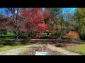 Mt Wilson in Autumn 2023 (Nobody Knows - Duckmaw)
