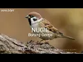 Download Lagu NUGIE - Burung Gereja