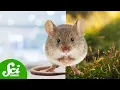 You re Not a Lab Mouse but You Might Be a Wild Mouse