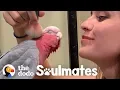 Download Lagu Galah Bird Wants To Be Just Like His Human Mom | The Dodo Soulmates