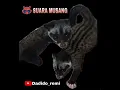 Download Lagu PANCINGAN SUARA ANAK MUSANG MEMANGGIL INDUKNYA BUAT BERBURU