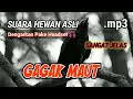 Download Lagu [ASMR] SUARA HEWAN KALO TAKUT JANGAN DIPUR KARENA INI SUARA BURUNG GAGAK BIKIN MERINDING