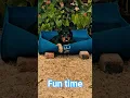 Download Lagu rotweiller funtime #dogsofinstagram #foryou #Trending #fyp #rottweilerrottweiler #creatorsearch2