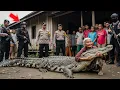 VIRAL‼️Polda Jabar Sampai Turun Tangan, Nenek Ini Hidup Ditemani Buaya Raksasa Selama 15 Tahun!