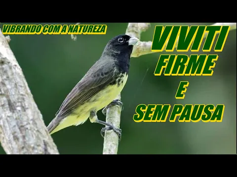 Download MP3 Papa-Capim Viviti Canto Firme e Sem Pausa