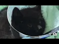 Akron police looking for driver who tossed kittens from moving vehicle