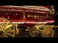 Budweiser Clydesdales in Ft Myers FL