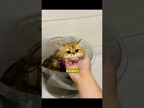 Essa gatinhos ganharam um presente 🎁 (parte 02)