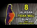 8 Alasan Kenapa MURAI BATU Tidak Mau Bunyi dan Cara Mengatasinya