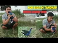 Download Lagu Burung mandar Biru jinak seperti pelihara ayam Rawa