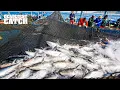Download Lagu Why Harvesting 5 Tons of Bluefin Tuna in 72 Hours Can Pay $2 Million | Fishing Documentary