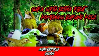 suara burung sirtu betina ribut kombinasi suara burung kecil lainya