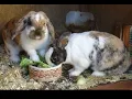 Easter gifs 5