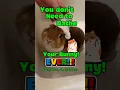 Download Lagu Never bathe your bunny! 🛁 It’s dangerous and unnecessary. #RabbitCare #BunnyTips #Shorts