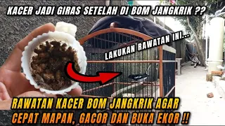 Download Kacer jadi giras setelah bom jangkrik gini cara merawatnya agar kacer cepat gacor dan buka ekor MP3