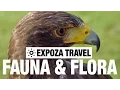 Download Lagu Fauna \u0026 Flora (Europe) Vacation Travel Guide