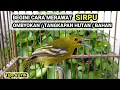 Lagu CARA MERAWAT SIRPU OMBYOKAN ATAU HASIL TANGKAPAN HUTAN DENGAN MUDAH !! 🐦
